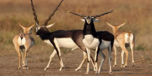 Black Buck Park 