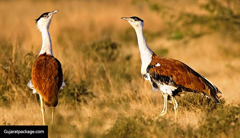 Kutch-Bustard-Sanctuary