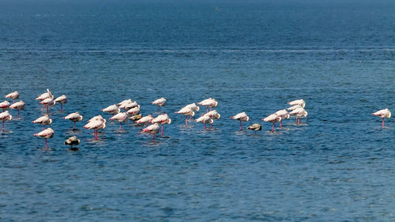 Rann of Kutch