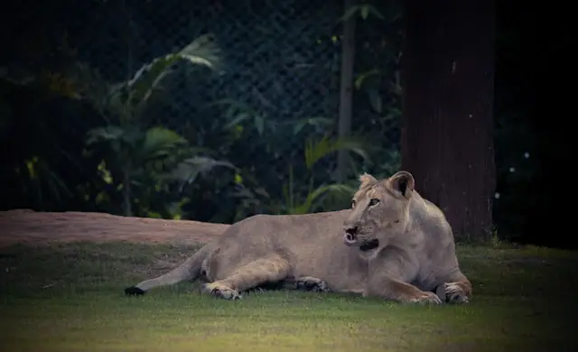 Wildlife And Beach Of Gujarat
