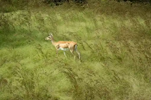 sasangir national park