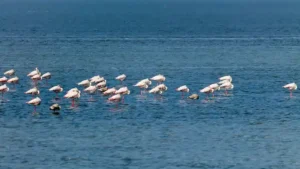 Treasure of North Gujarat