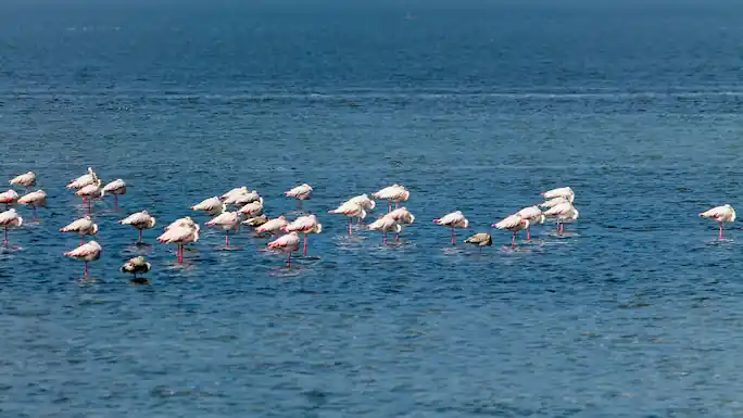 Rann of Kutch