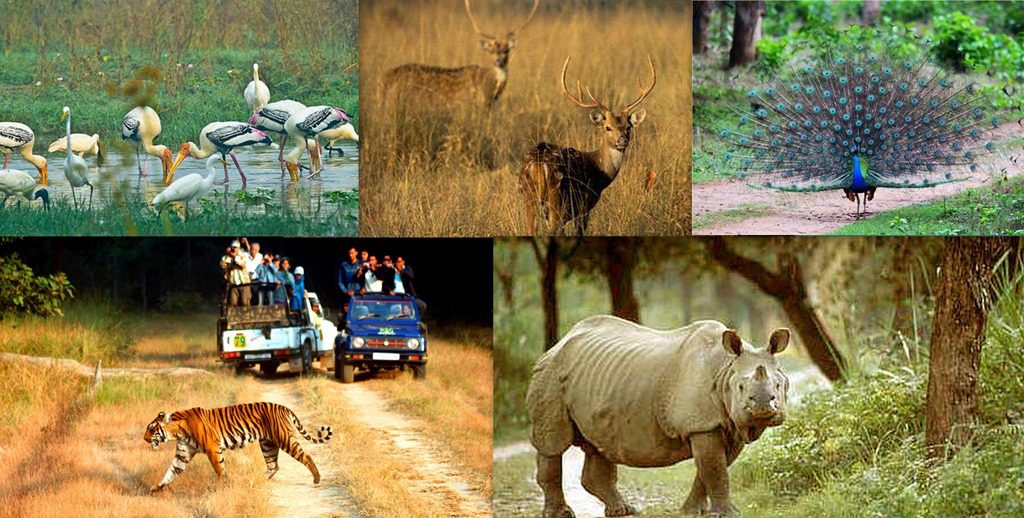 Flora and Fauna at Gir National Park - Gujarat Package