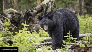 Ratanmahal Sloth Bear