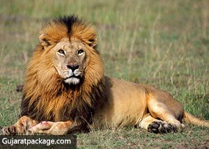sasan gir national park
