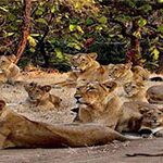 Sasan Gir