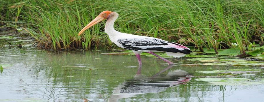 Gaga Wildlife Sanctuary