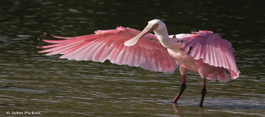 Birds in Gujarat