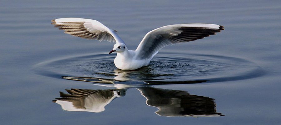 Nal Sarovar Bird Sanctuary