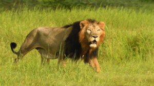 wildlife gir national park 