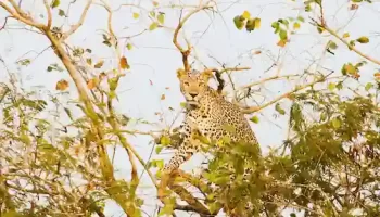 Gir Jungle Safari