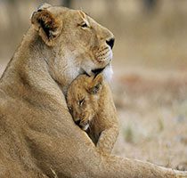 Gujarat-Wild-Life-and-Beach-Tour