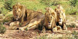Diu Gujarat Gir lion