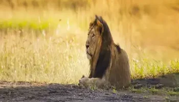 Gir Jungle Safari