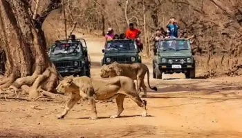 Kutch With Sasan Gir Package
